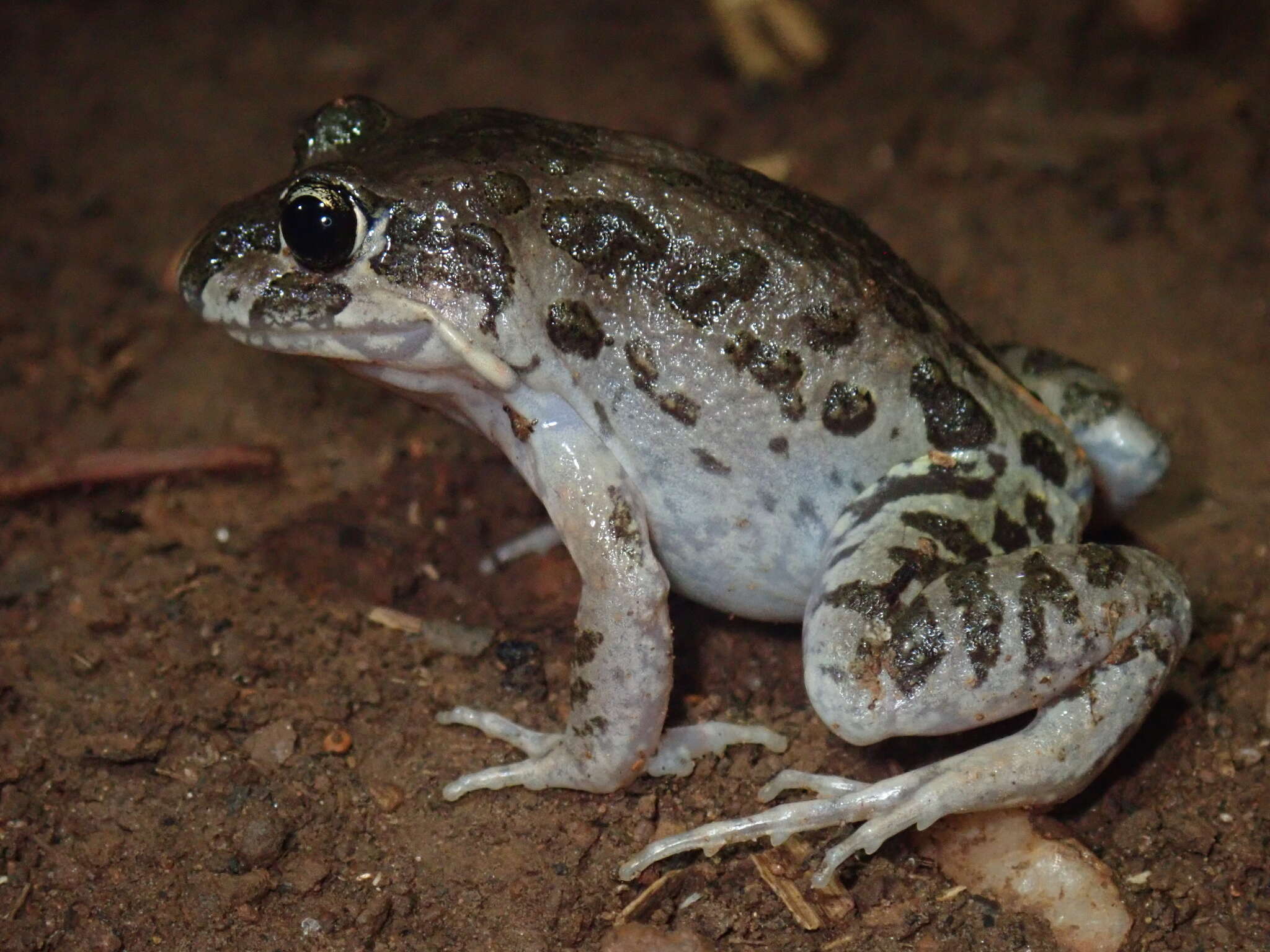 صورة Limnodynastes convexiusculus (Macleay 1878)