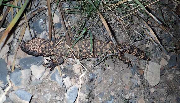 Image of Reticulated gila monster