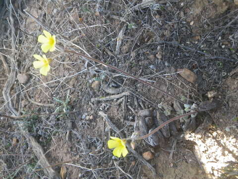 Image of Oxalis pes-caprae var. sericea (L. fil.) Salter