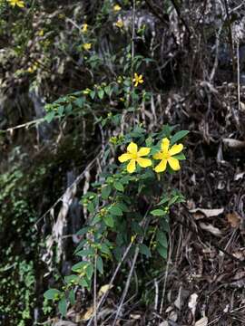 صورة Hypericum geminiflorum Hemsl.