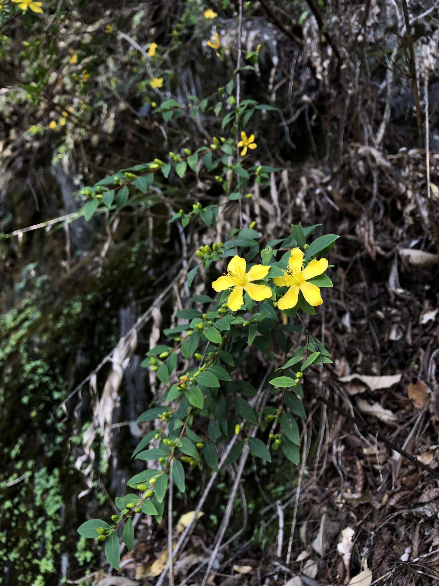 Image of Hypericum geminiflorum subsp. simplicistylum (Hayata) N. K. B. Robson