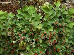 Image of Smooth lungwort