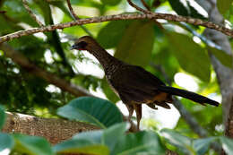 Image of Brazilian Chachalaca