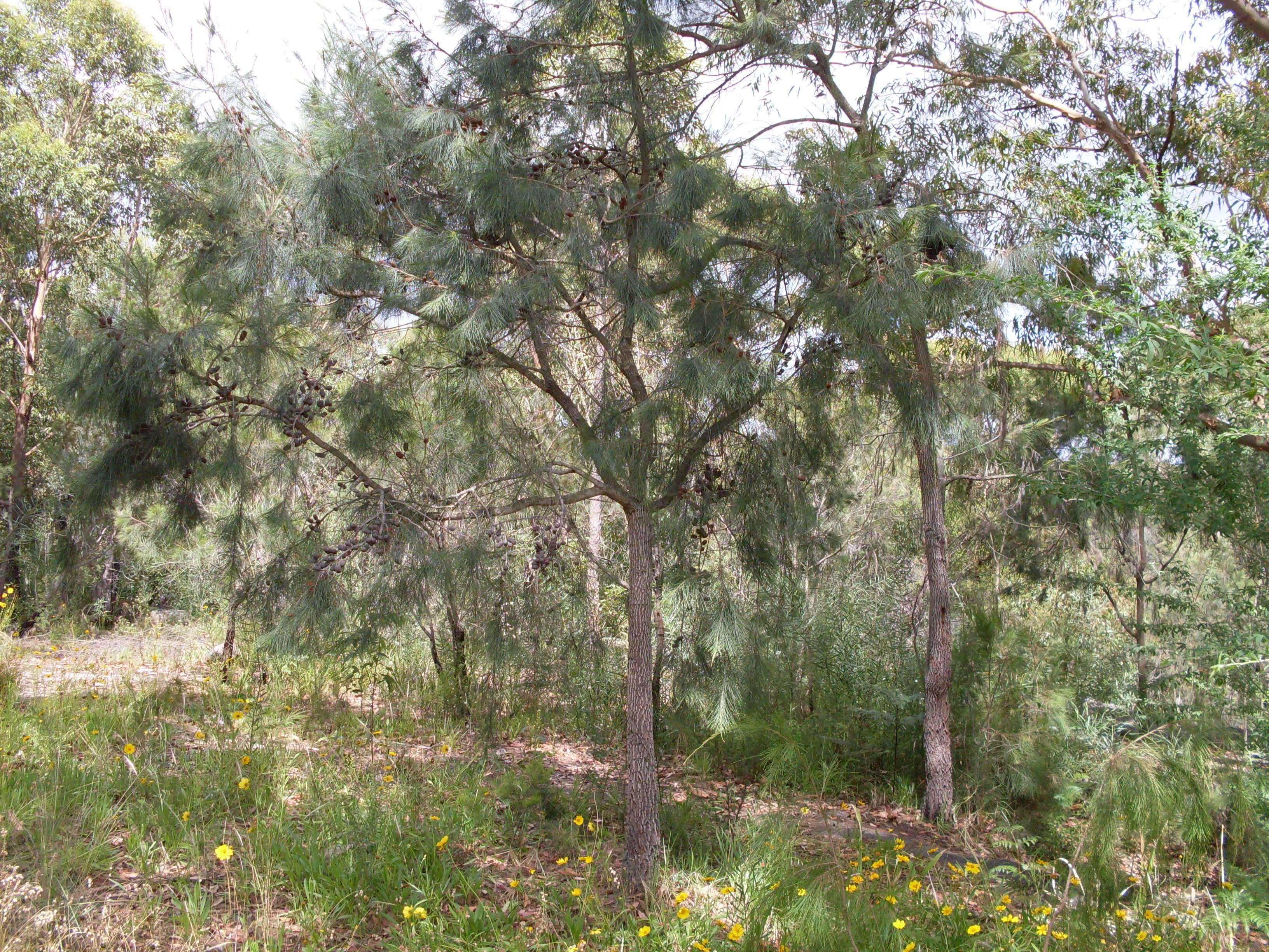 Image of Allocasuarina distyla (Vent.) L. A. S. Johnson