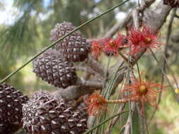 Image of Allocasuarina distyla (Vent.) L. A. S. Johnson