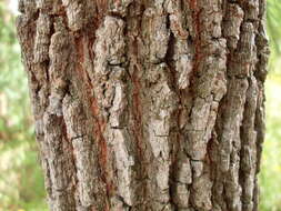 Image of Allocasuarina distyla (Vent.) L. A. S. Johnson