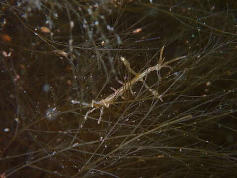 Image of Japanese skeleton shrimp