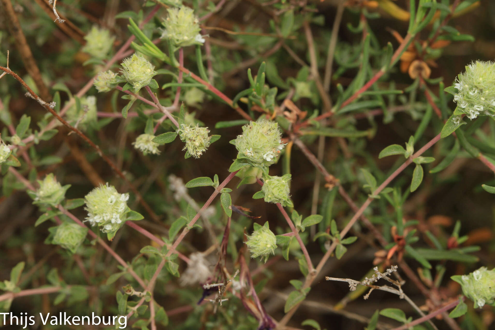 Image of Thymus albicans Hoffmanns. & Link