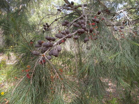 Image of Allocasuarina distyla (Vent.) L. A. S. Johnson