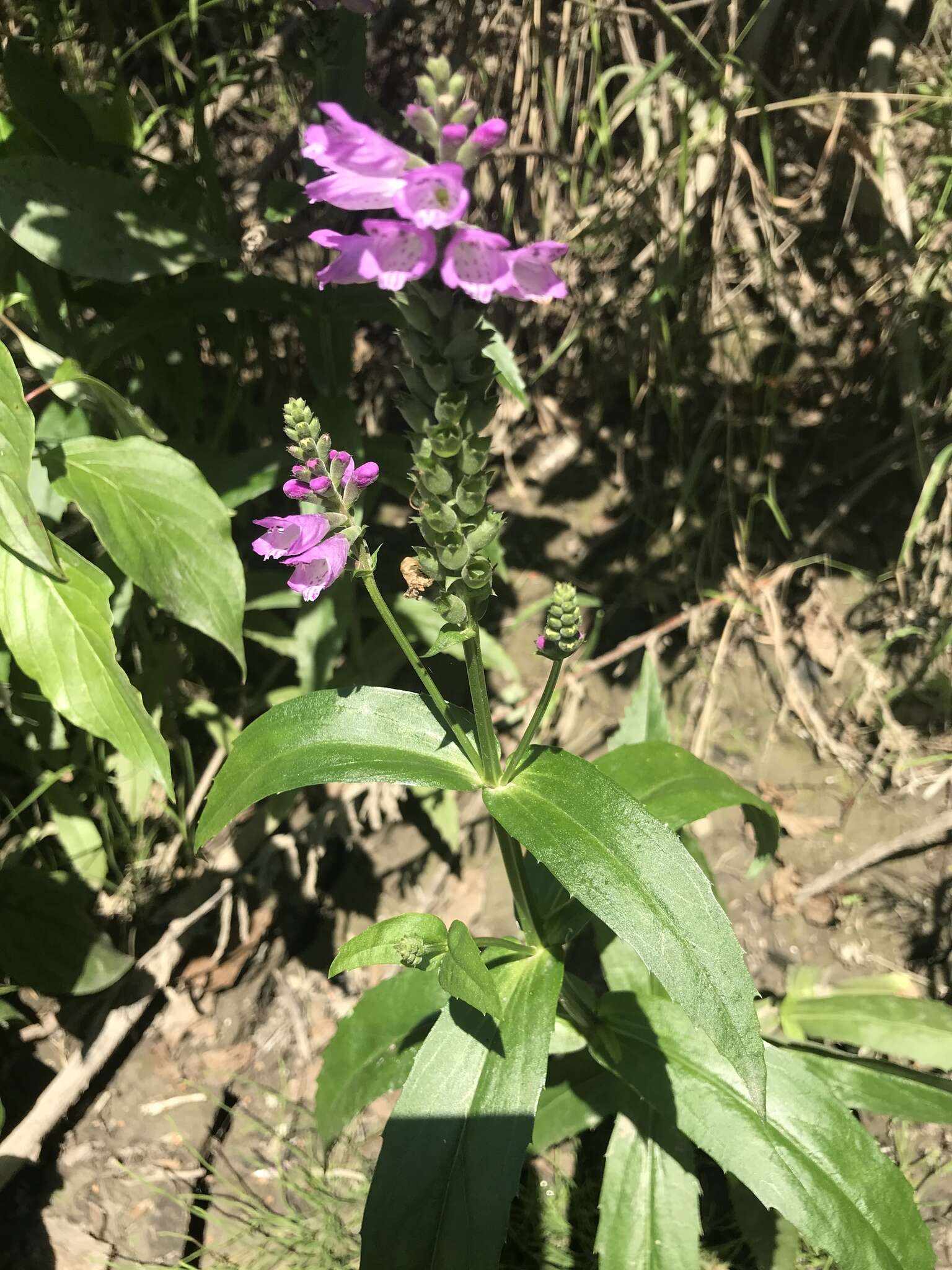 Image of Ledingham's False Dragonhead