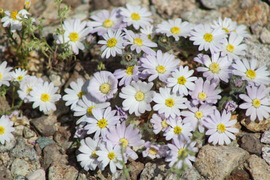 Imagem de Monoptilon bellioides (A. Gray) H. M. Hall