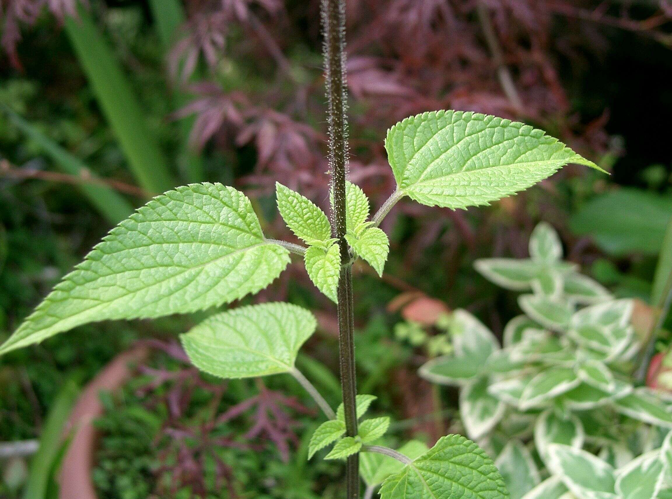 Salvia coerulea Benth. resmi