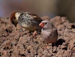 Image of Trumpeter Finch