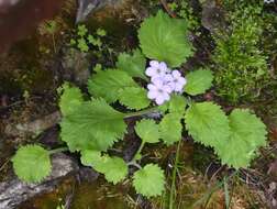 Primula caveana W. W. Sm. resmi