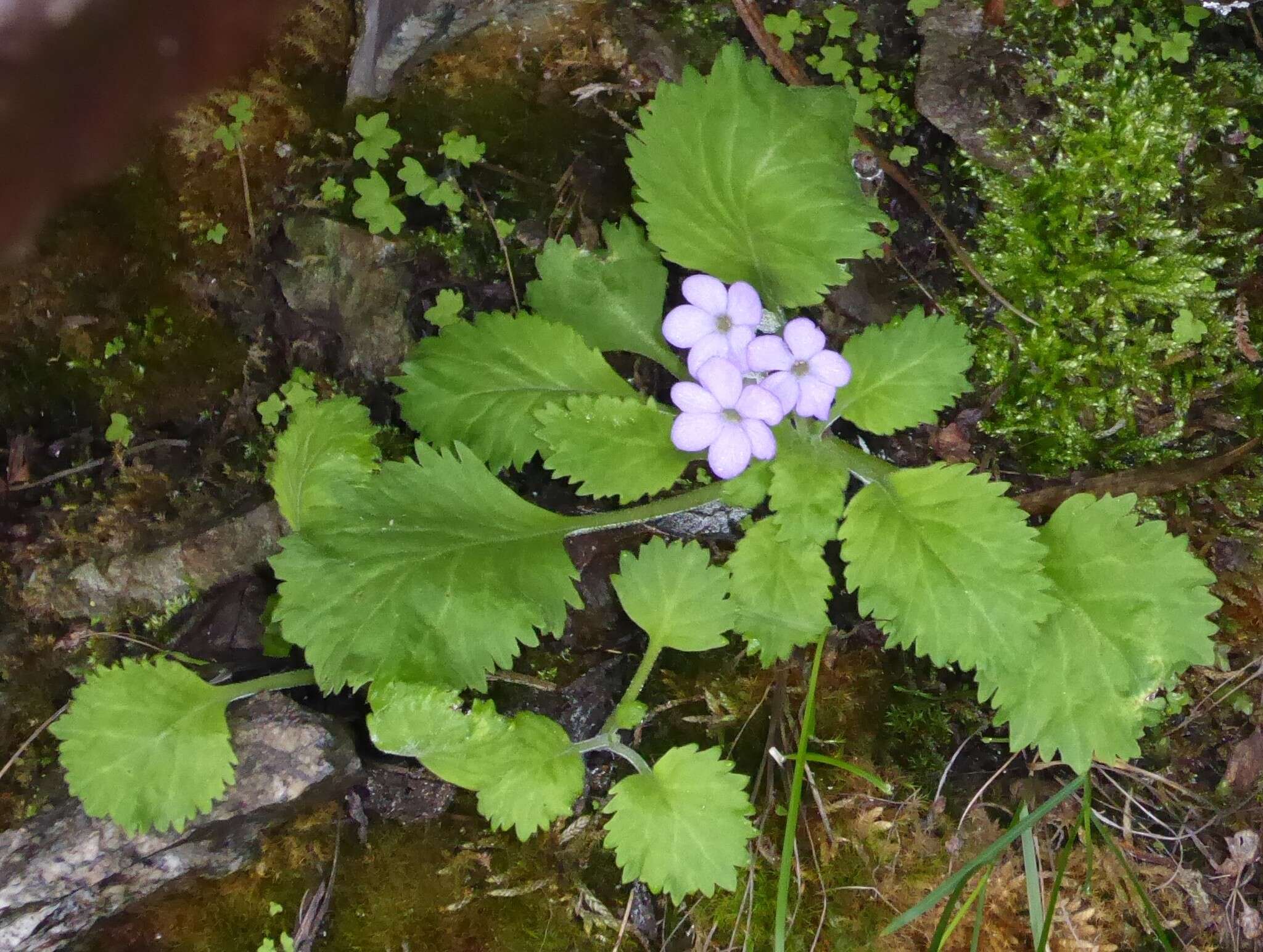 Primula caveana W. W. Sm. resmi