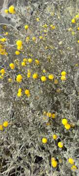 Image of Calceolaria inamoena Kränzl.