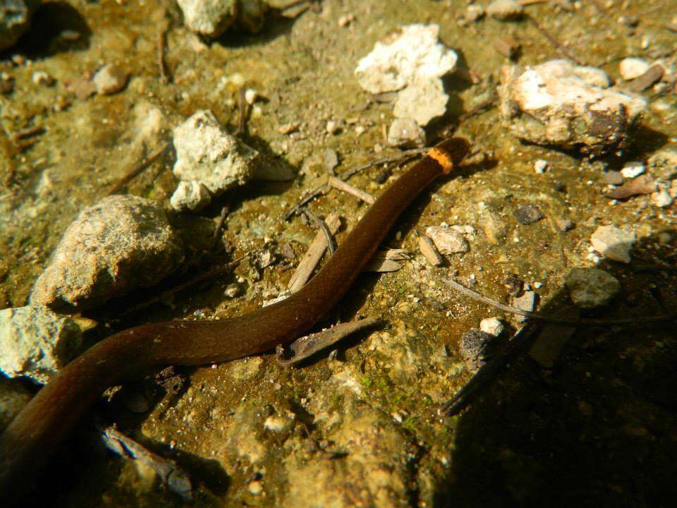 Image of Peten Centipede Snake