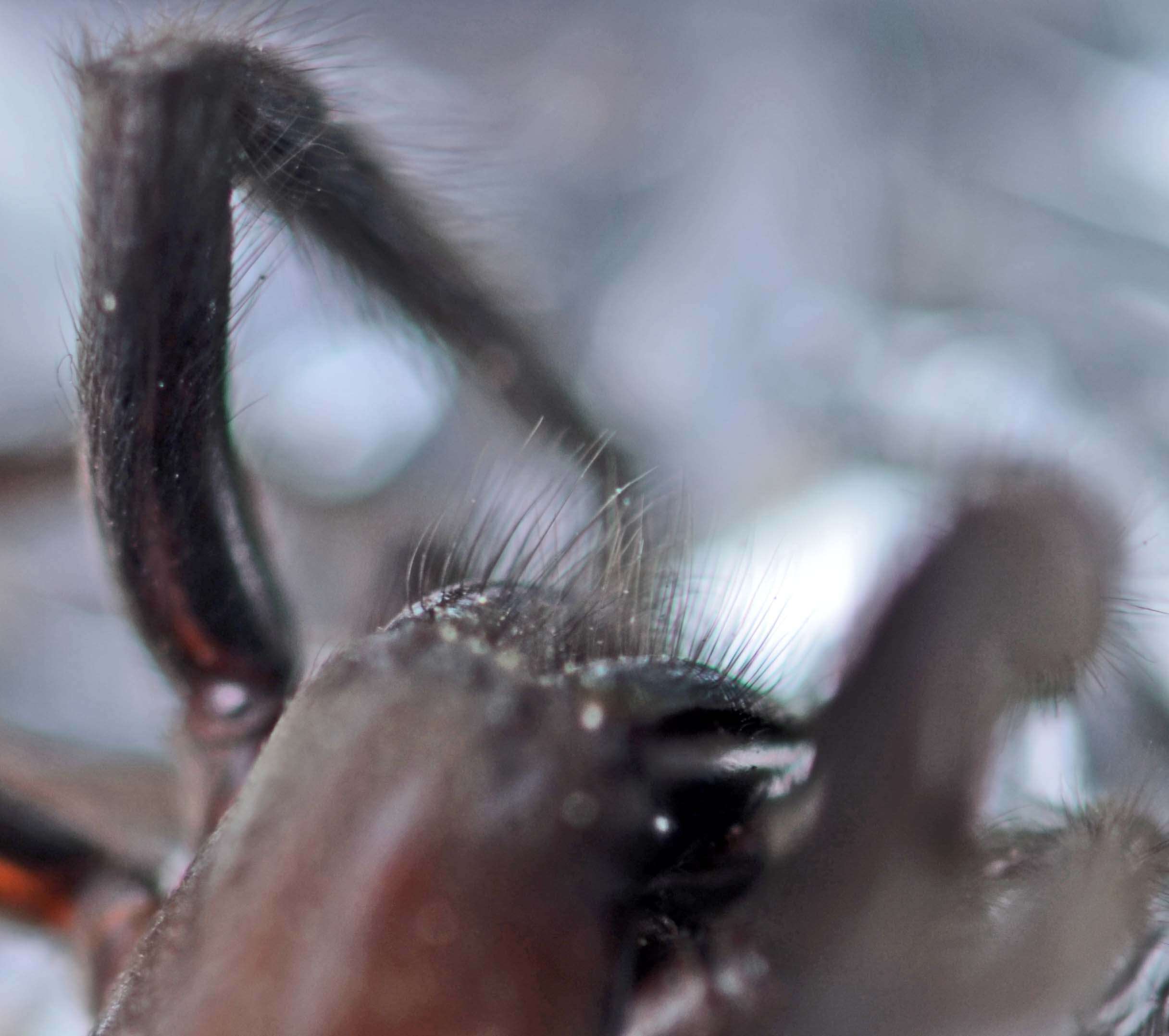 Image of Cellar Spider