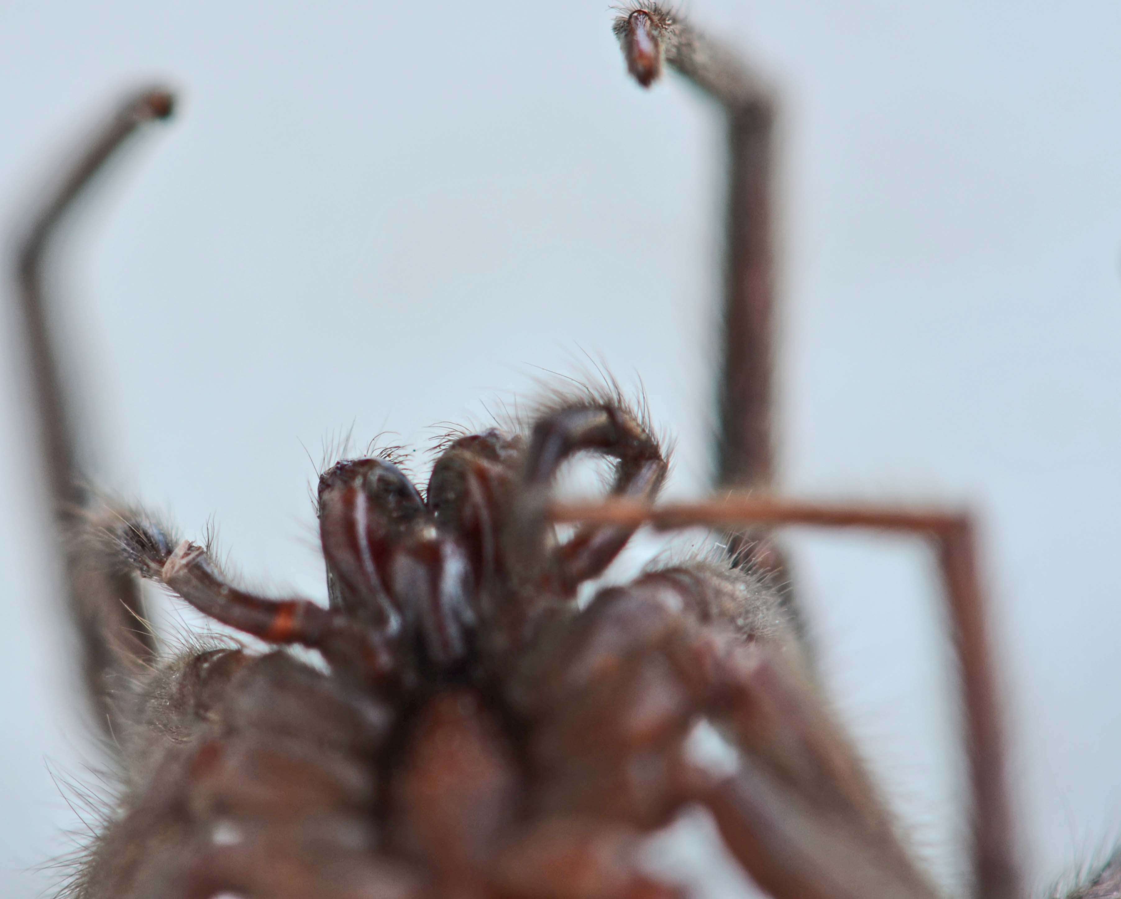 Image of Cellar Spider