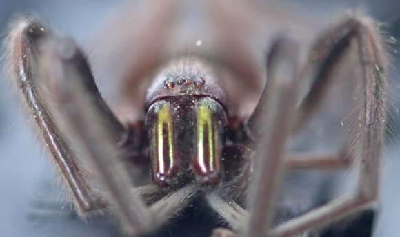 Image of Cellar Spider