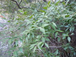 Image of Silky-bark