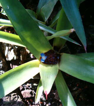 Image of Neoregelia cyanea (Beer) L. B. Sm.