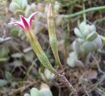 Image of Adromischus caryophyllaceus (Burm. fil.) Lem.