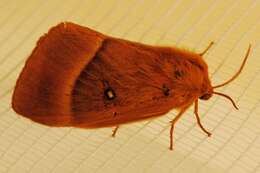 Image of oak eggar