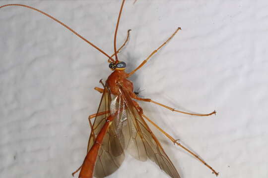 Image of Enicospilus texanus (Ashmead 1890)