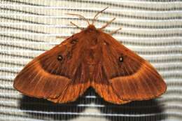 Image of oak eggar