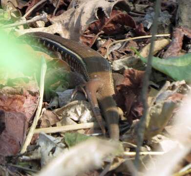 Image of Karsten's Girdled Lizard