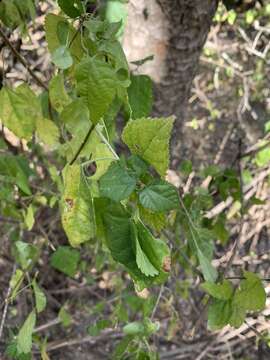 Image of Acalypha glabrata f. glabrata