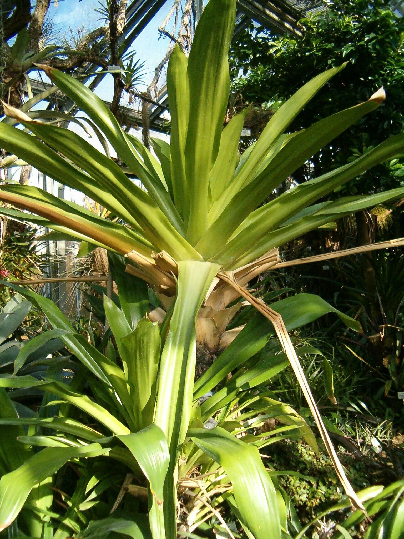 Image of Brocchinia micrantha (Baker) Mez