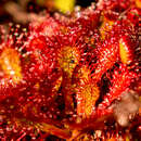 Image of Chilean sundew