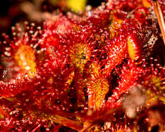 Image of Drosera uniflora Willd.