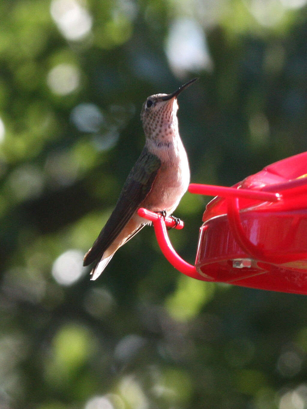 Image of Broad-tailed Hummingbird