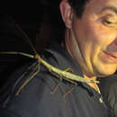 Image of Giant Walkingstick