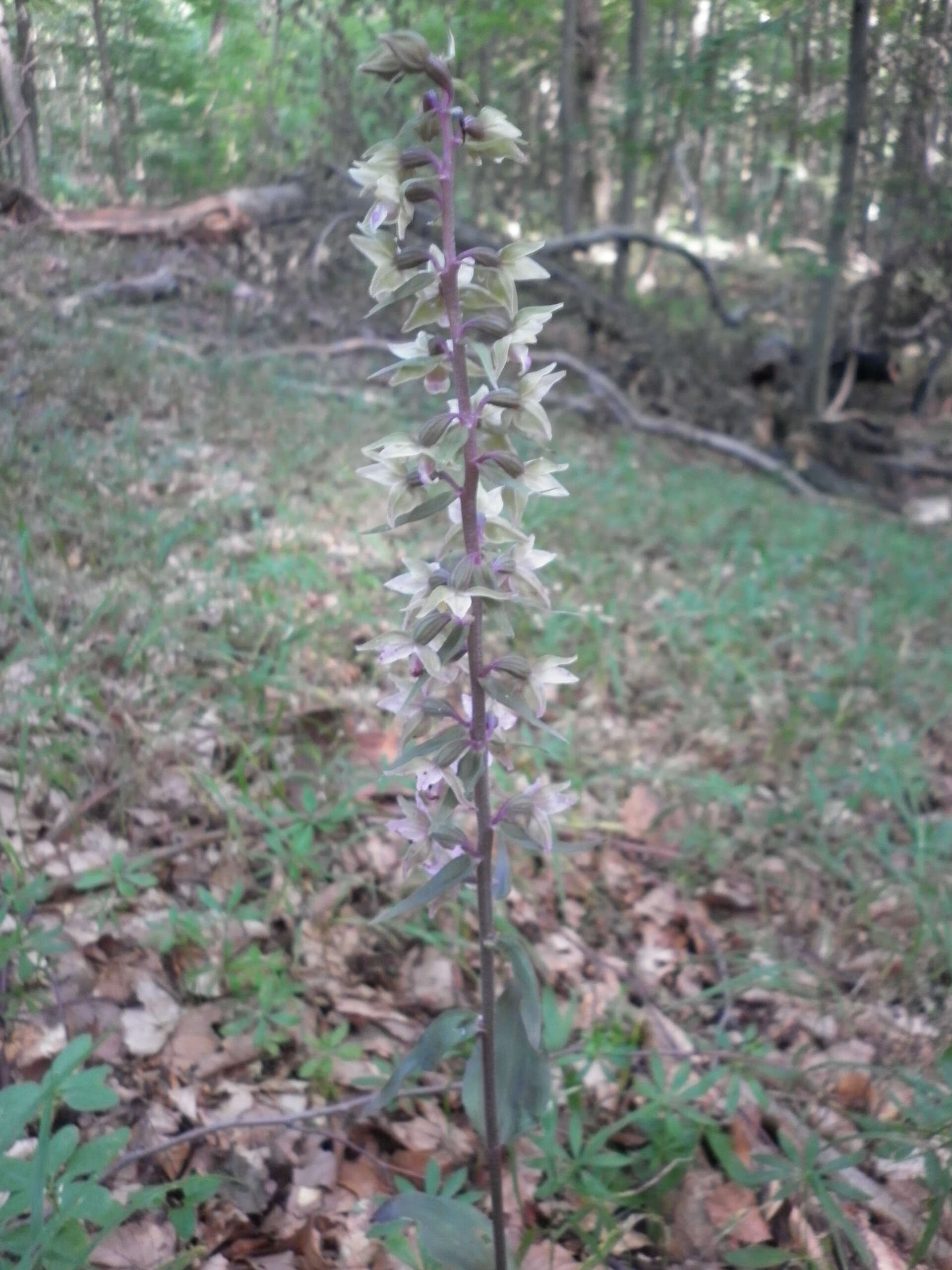 Imagem de Epipactis purpurata Sm.