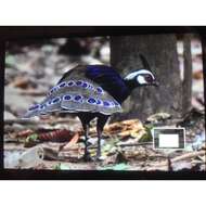 Image of Napoleon's Peacock-pheasant