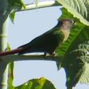 Image of Green-cheeked Conure