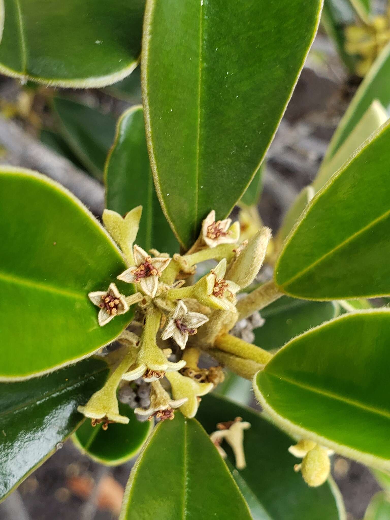 Image of Solmsia calophylla Baill.