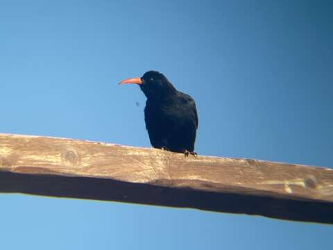 Слика од Pyrrhocorax pyrrhocorax barbarus Vaurie 1954
