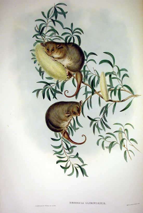 Image of pygmy possums