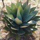 Image of Agave cupreata Trel. & A. Berger