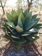 Image of Agave cupreata Trel. & A. Berger