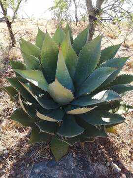 Sivun Agave cupreata Trel. & A. Berger kuva