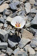 Image of Panamint Mountain mariposa lily