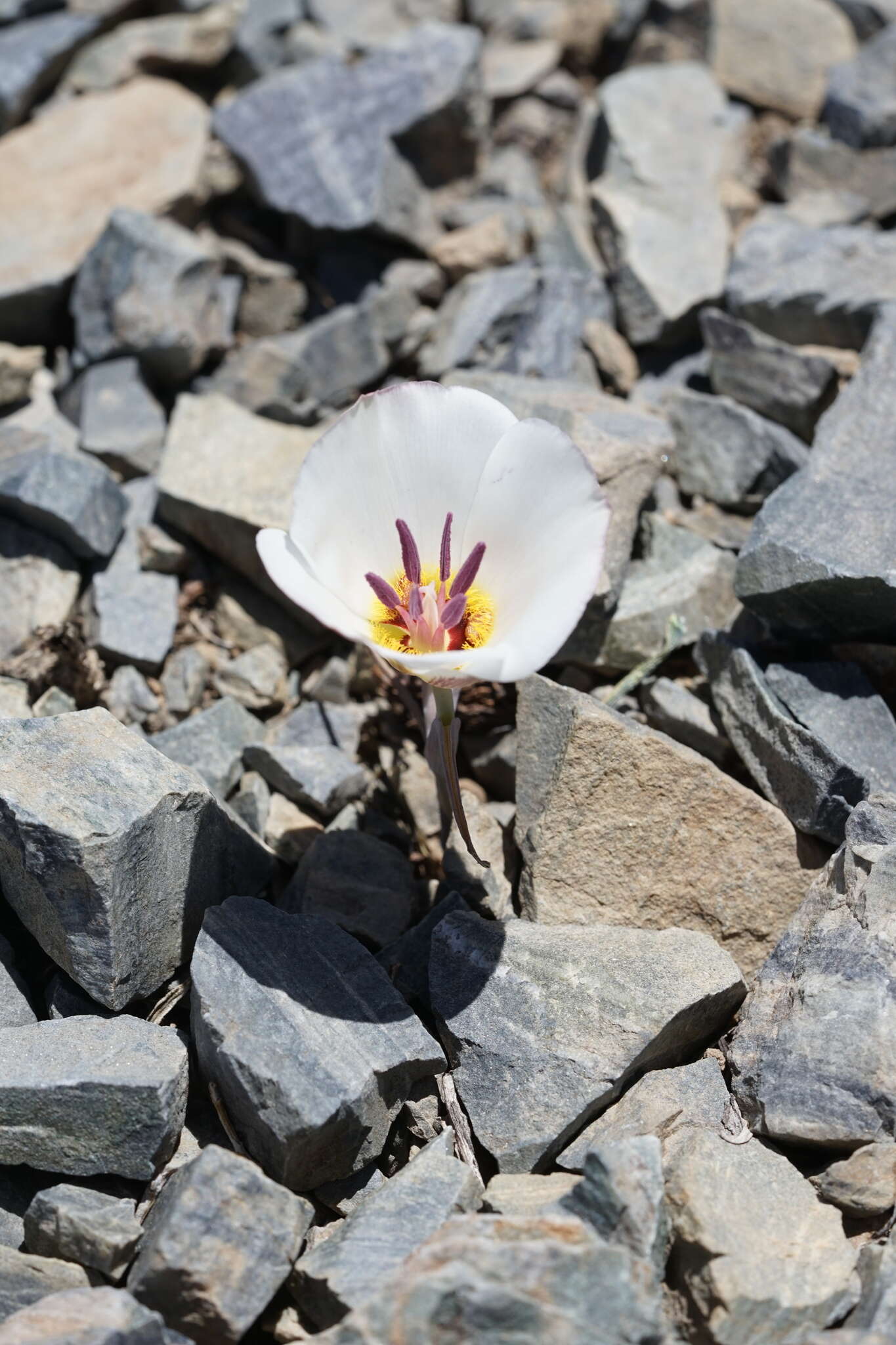 Calochortus panamintensis (Ownbey) Reveal resmi