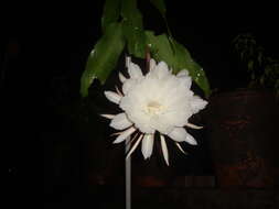 Image of Dutchman's Pipe Cactus