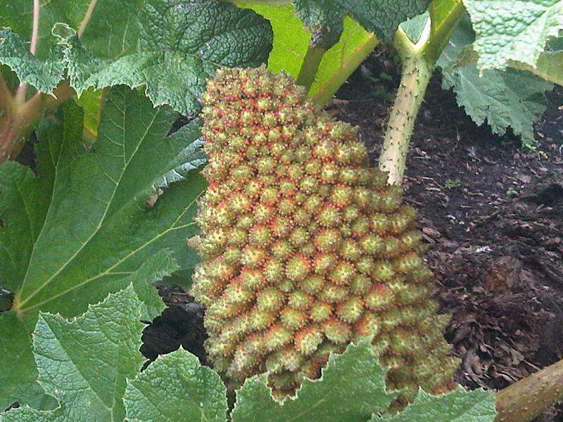 Image of Chilean gunnera